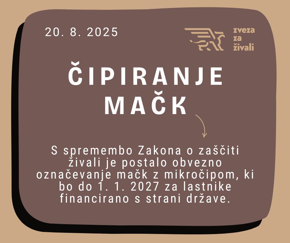 Po novem obvezno čipiranje mačk, ki pa bo za enkrat skoraj brezplačno