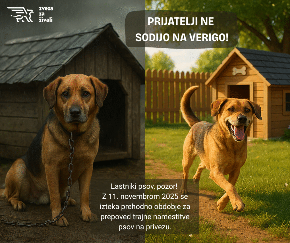 Prijatelji ne sodijo na verigo, konec privezovanja psov