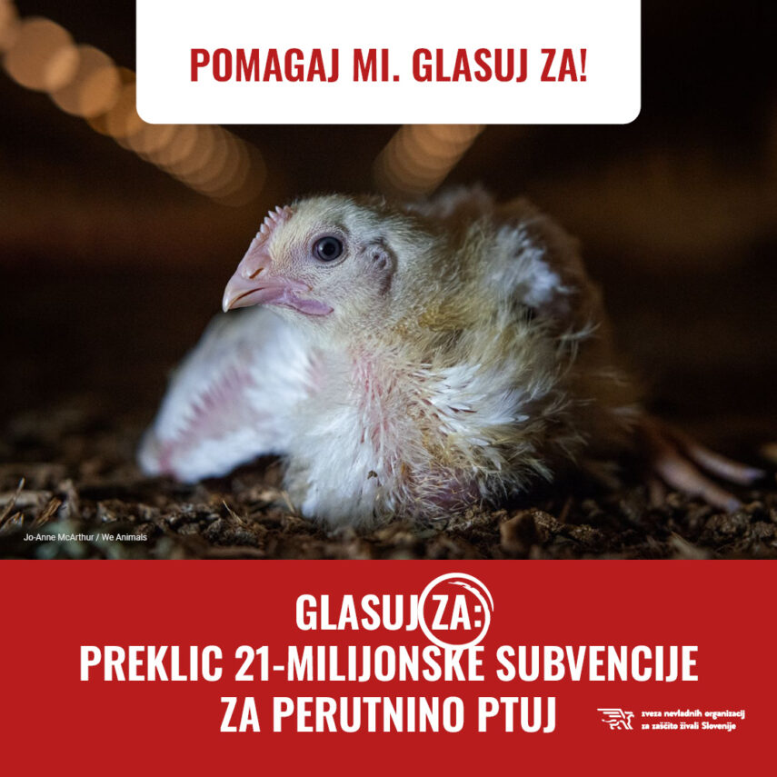 Predlagamo vladi: preklic subvencije Perutnini Ptuj